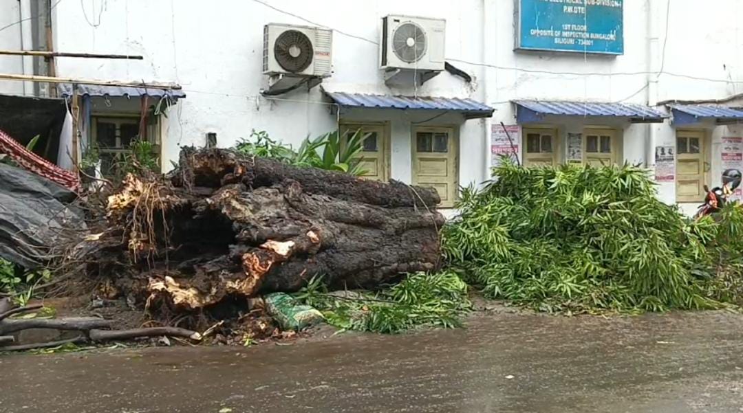 बारिश के कारण सड़क पर गिरा विशाल पेड़, यातायात बाधित