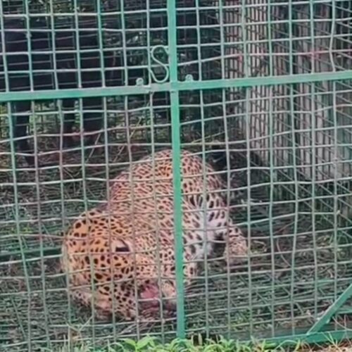 जिति चाय बागान में पिंजरे में फंसा तेंदुआ